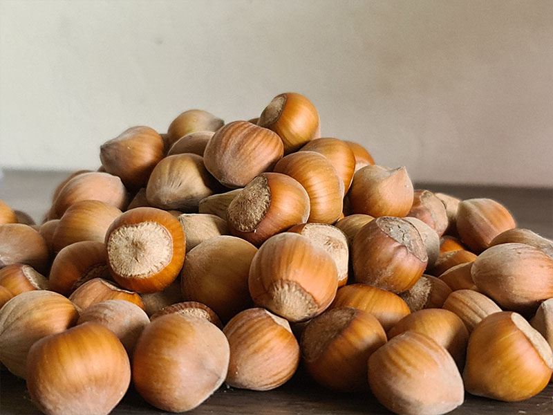 hazelnoot oogsten plukken keukenplanten