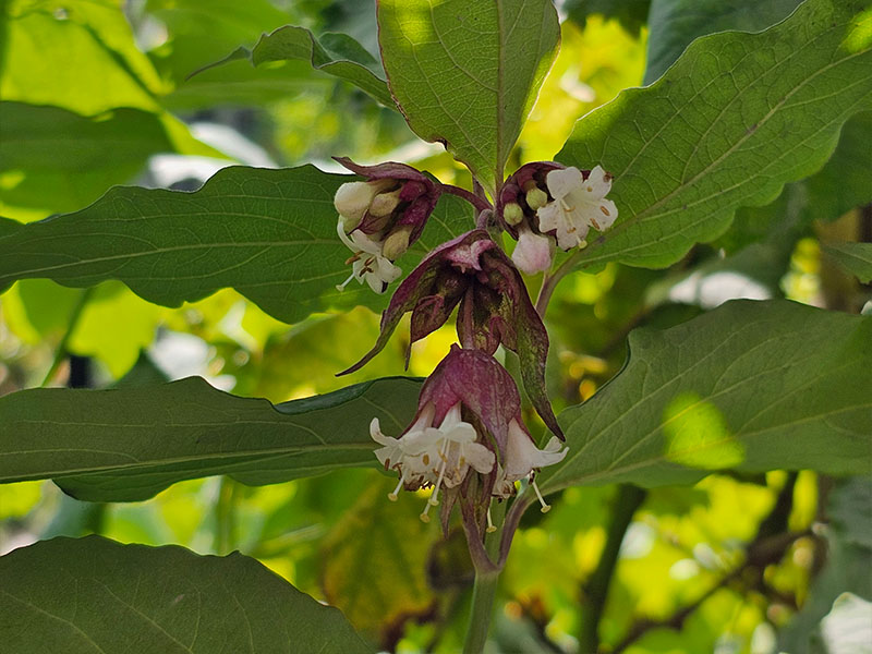 fazantenbes chocoladebes karamelbes bloei bloemetjes bloeiende planten grootmoeders oorbellen bloemen bloemtrosje