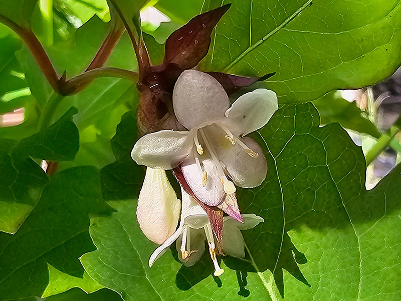 fazantenbes bloemen bloei bestuiven bestuiving keukenplanten