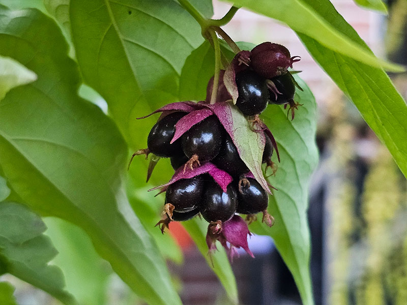 fazantenbes oogsten plukken keukenplanten