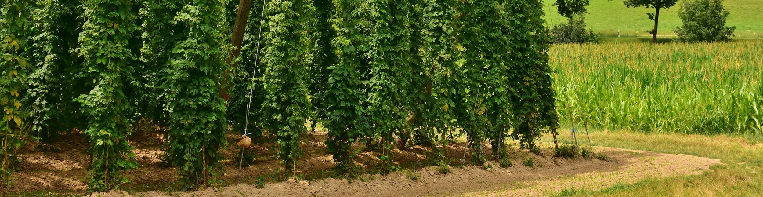 plant banner