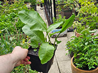  jonge plant