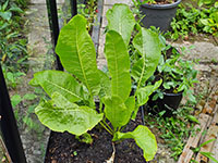  grotere plant