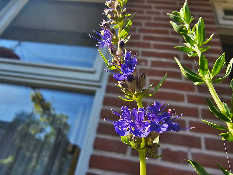 hysop bloeistengel hyssop bloemetjes bloeitijd bloemen kruiden bloeiende planten