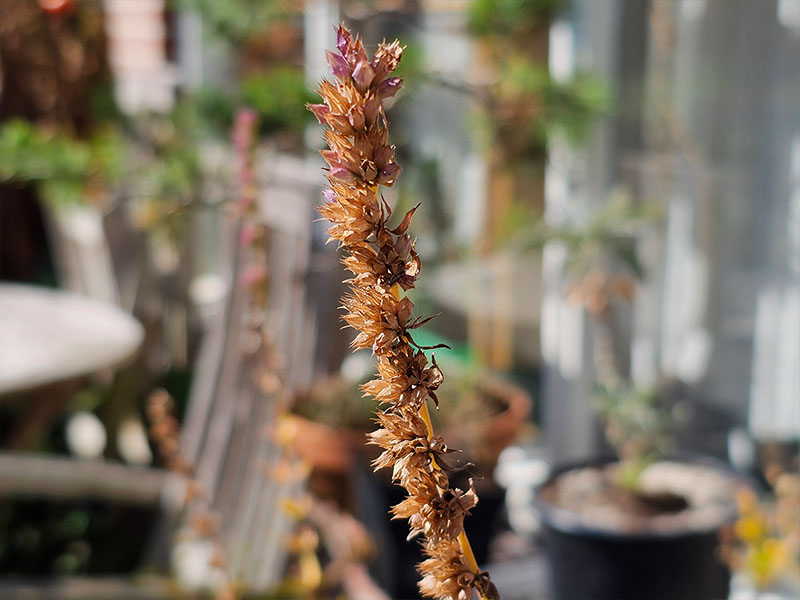 hyssop zaadteelt hysop bloeistengels opgedroogde bloemen zaden oogsten kruiden bloeiende planten