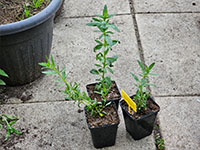  jonge plant