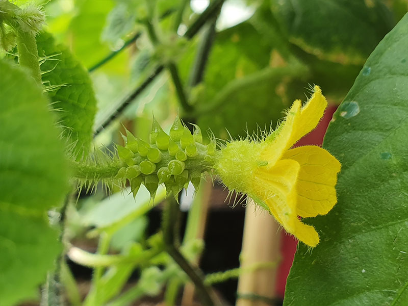 kiwano vrouwelijke bloemen