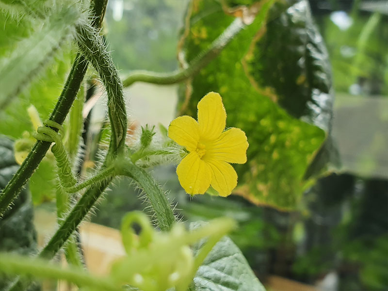 kiwano mannelijke bloemen