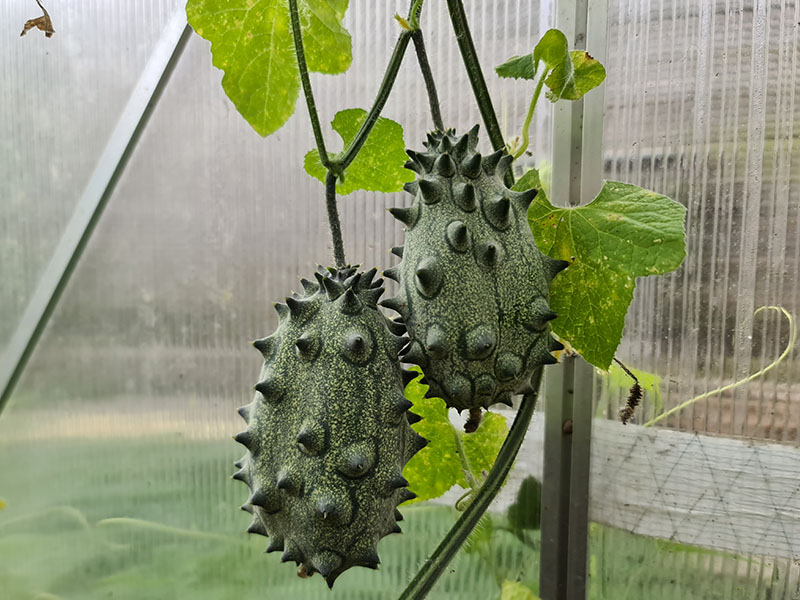 groene onrijpe kiwano plukken