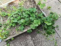 Kiwano jonge plant