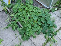 Kiwano grotere plant