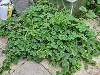 Kiwano volgroeide plant