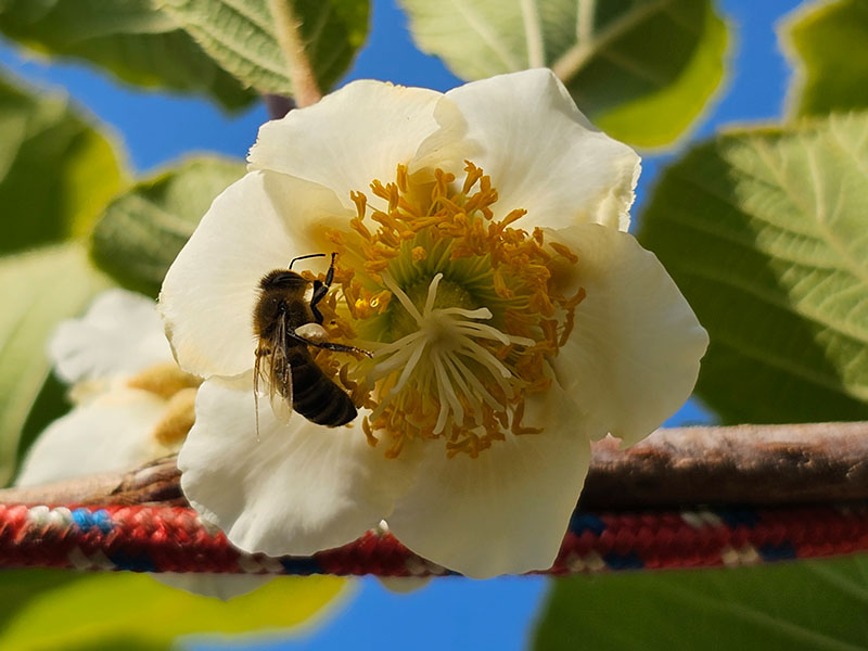 kiwi bloemen bestuivende insecten bestuivers bijtjes bijen