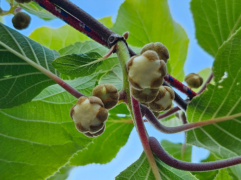 kiwi kiwiplant gesloten bloemknoppen ongeopende knoppen