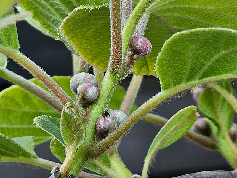 kiwi kiwiplant gesloten jonge beginnende bloemknopjes ongeopende