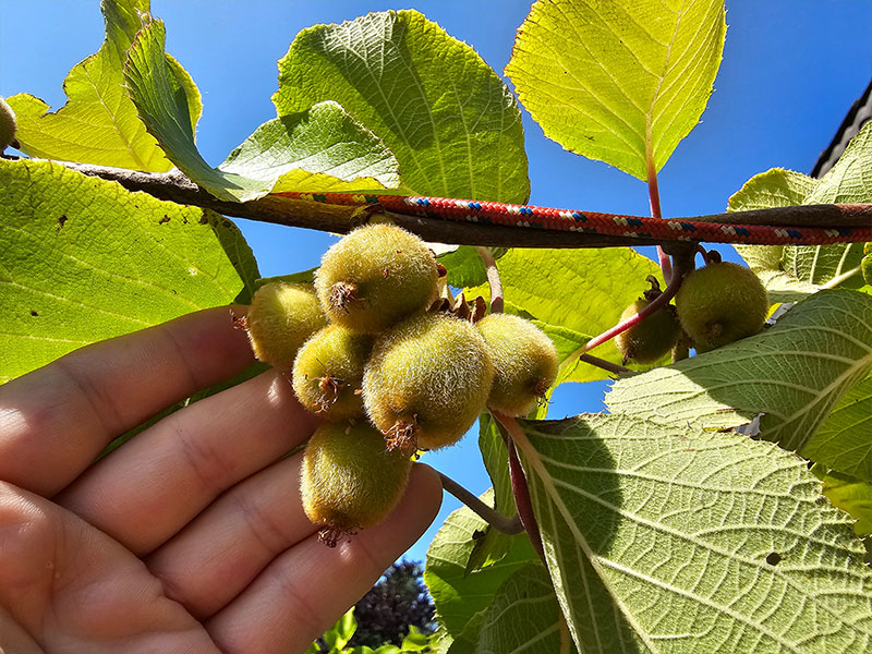 groeiende kiwi vruchten trosjes kiwis bestuiven kweken