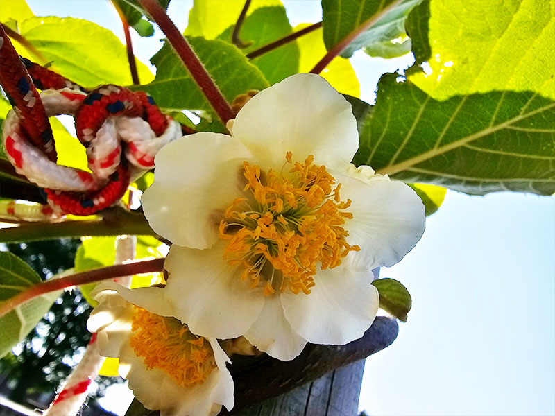 kiwi mannelijke kiwiplant tweehuizige eenslachtige bloemen kiwibloemen bloei