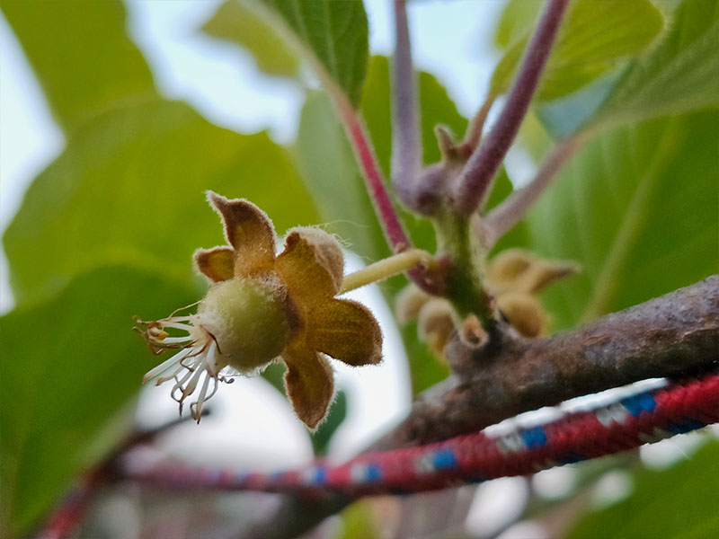 kiwi vruchtbeginsel uitgebloeid vrouwelijke bloem