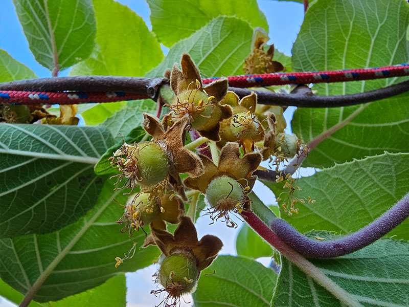 kiwi vruchtbeginsel uitgebloeid vrouwelijke bloemen bloemetjes bloei vruchtbeginsels uitgebloeide kiwiplant