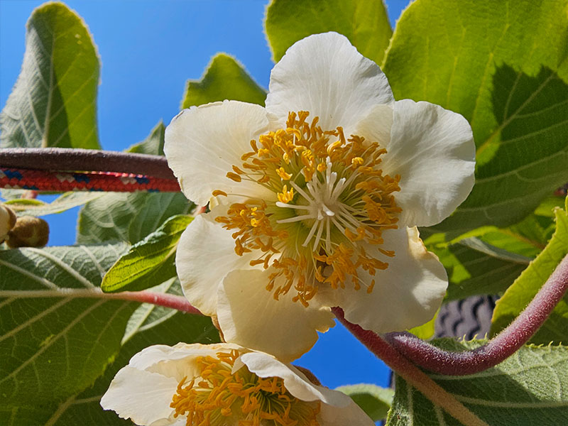 kiwi vrouwelijke kiwiplant zelfbestuivende bloemen tweeslachtige bloemen kiwibloemen bloei