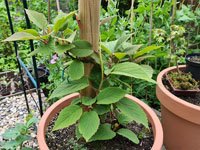 Kiwi jonge plant