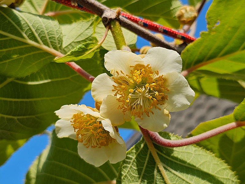 kiwi bloemen bloei bestuiven bestuiving keukenplanten