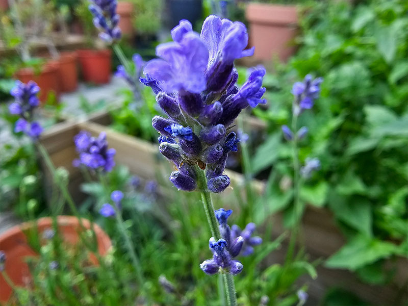 lavendel bloemetjes bloemtrosjes echte lavendel bloemen bloei