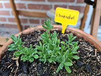 Lavendel jonge plant