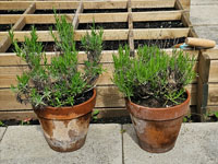 Lavendel grotere plant