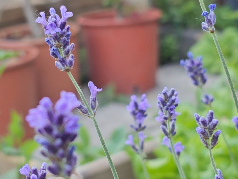 lavendel bloemen bloei bestuiven bestuiving keukenplanten