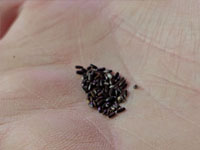 Lavendel zaden