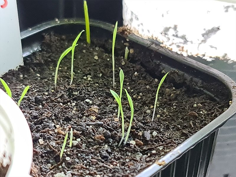 citroengras zaailingen kiemplantjes kiemplanten keukenplanten