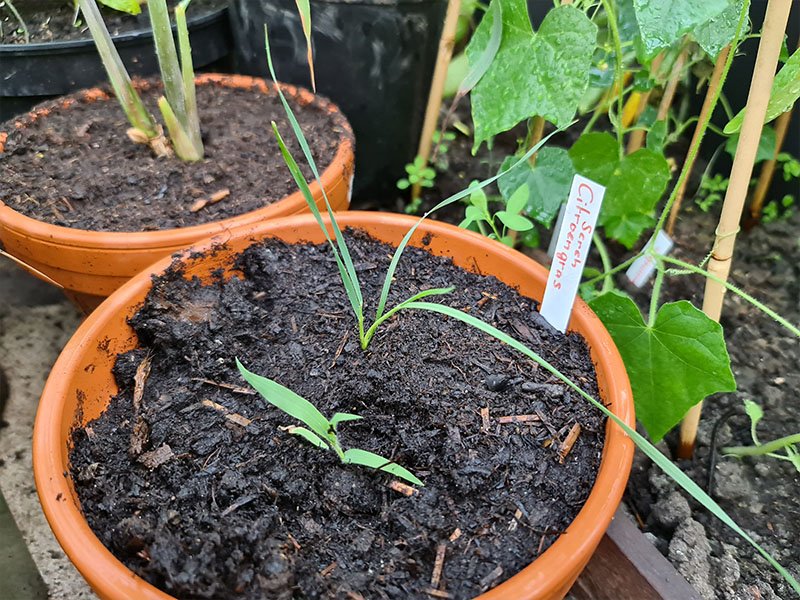 citroengras jonge plantjes jonge planten keukenplanten