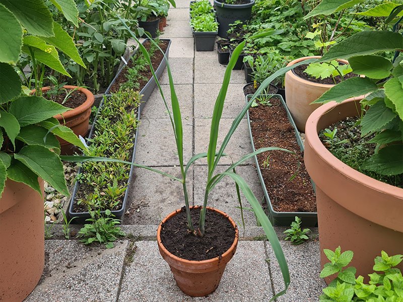 citroengras planten kweken keukenplanten