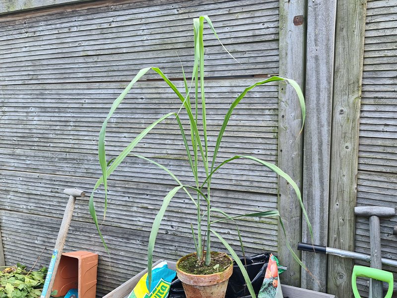citroengras grote planten keukenplanten