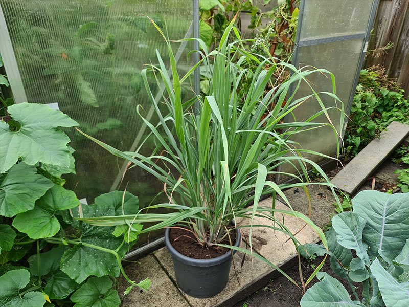 citroengras volgroeide planten grootte keukenplanten
