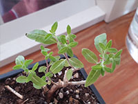 Citroenverbena jonge plant