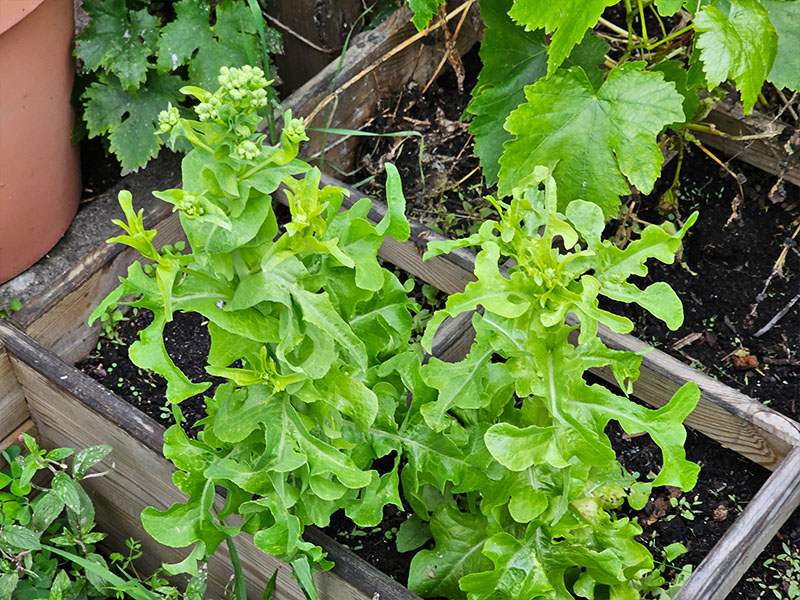 doorgeschoten kropsla pluksla doorschieten bloeistengel bloeien bloemknoppen