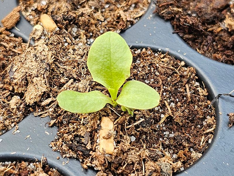 kropsla zaailing sla kiemplantje slaplantje eerste blaadjes