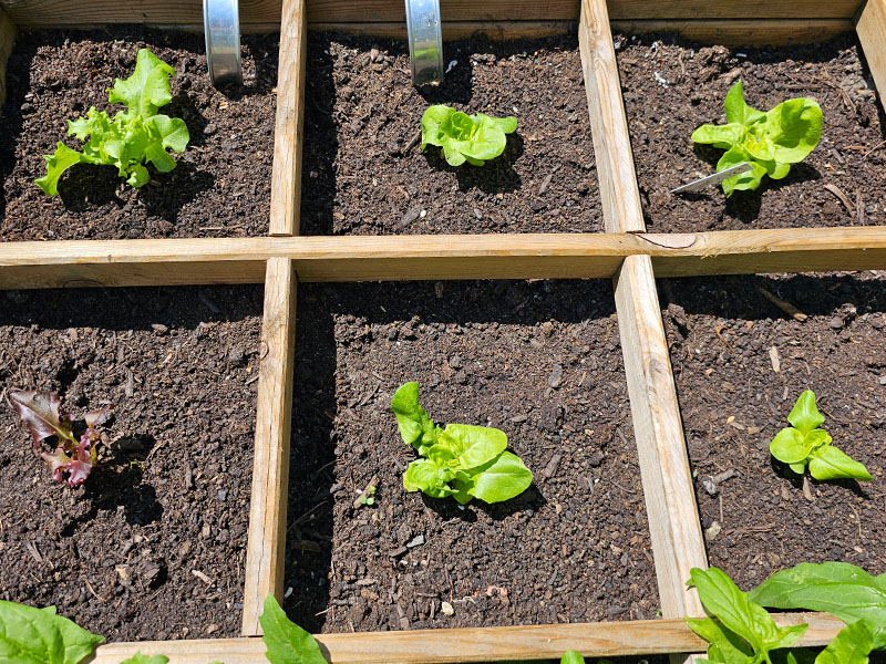 verschillende kropsla pluksla plantjes jonge planten slaplantjes