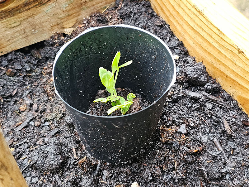 slakken voorkomen bij sla zaaien zaailingen kiemplantjes beschermen tegen slakken kropsla pluksla