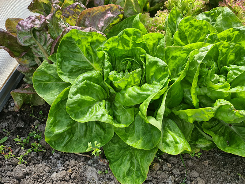 botersla kropsla groene sla zaaien groenbladige slasoorten