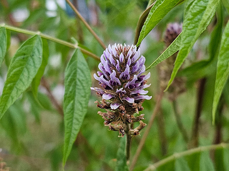 zoethout bloei bloemen bloemetjes