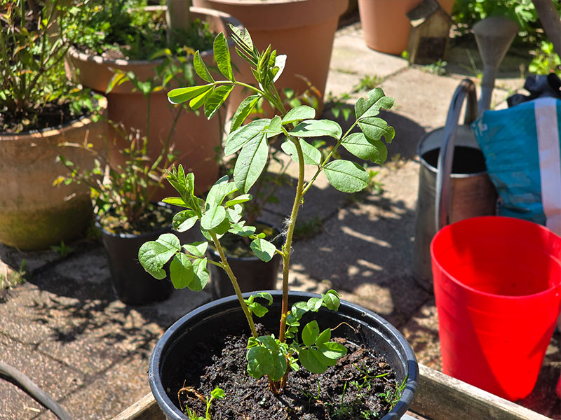 zoethout voorjaar tweedejaars zoethoutplant jaar 2 twee jaar oude zoethoutplantje