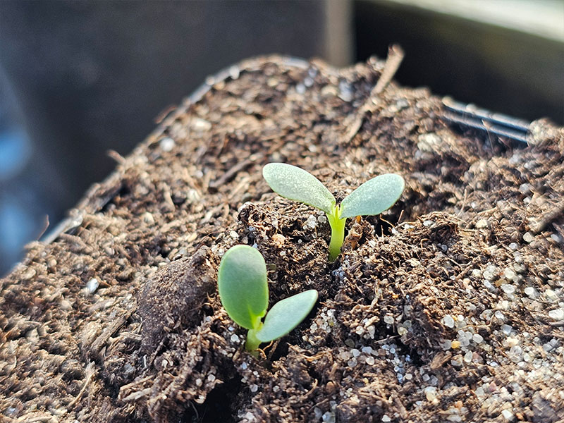 zoethout zaailingen kiemplantjes kiemplanten keukenplanten