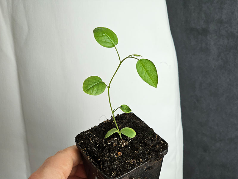 zoethout jonge plantjes jonge planten keukenplanten