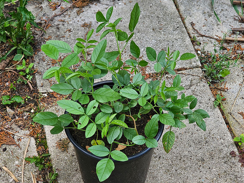zoethout planten kweken keukenplanten
