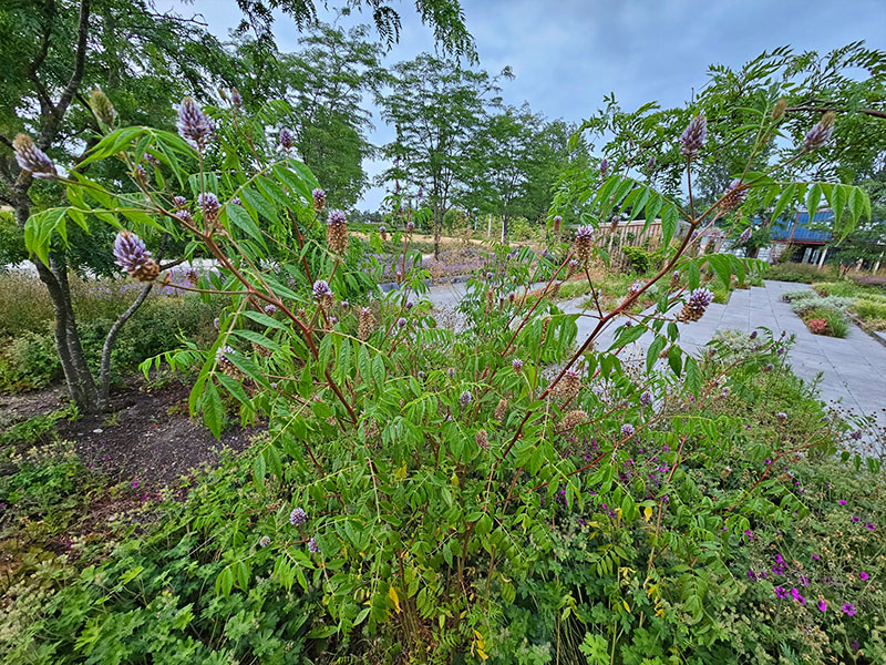zoethout volgroeide planten grootte keukenplanten
