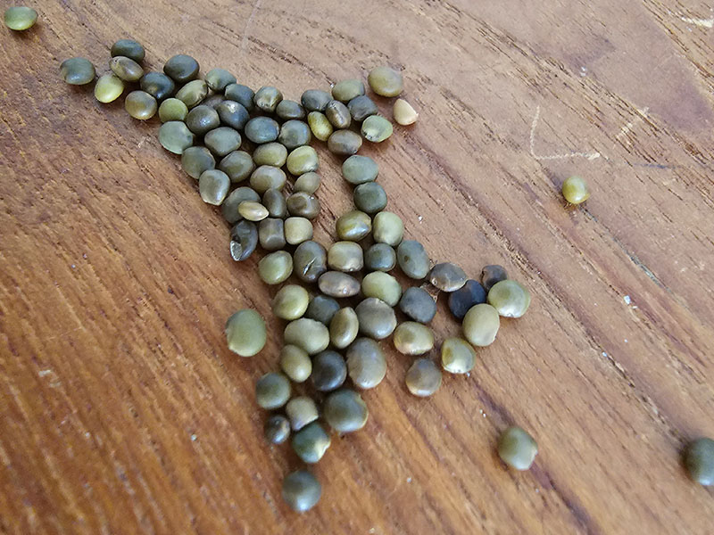 zoethout zaden zaadjes zaad keukenplanten