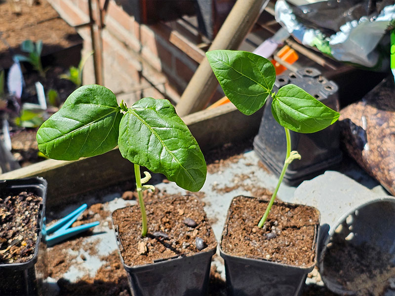 kousenband zaailingen kiemplantjes kiemplanten keukenplanten